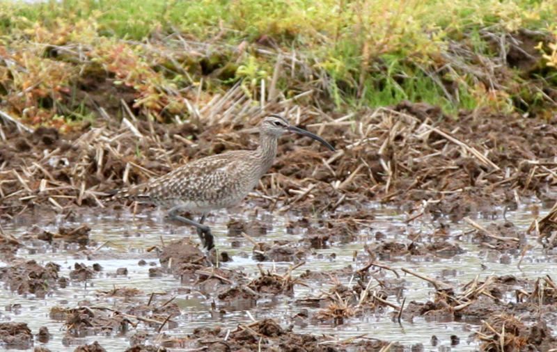 f:id:digibirds:20140501172908j:image f:id:digibirds:20140501172908j:image