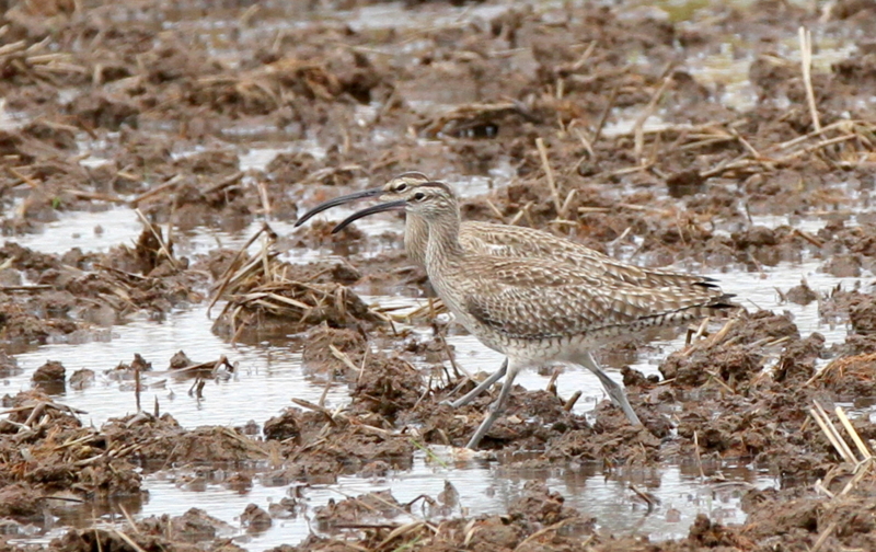 f:id:digibirds:20140501173145j:image f:id:digibirds:20140501173145j:image