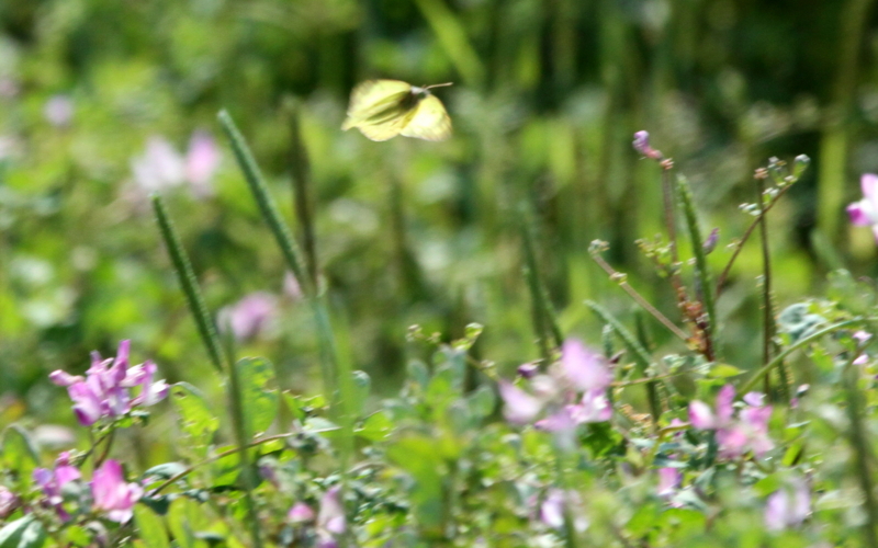 f:id:digibirds:20140506051132j:image