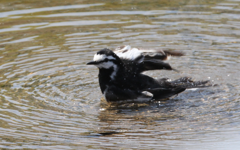 f:id:digibirds:20140514054246j:image