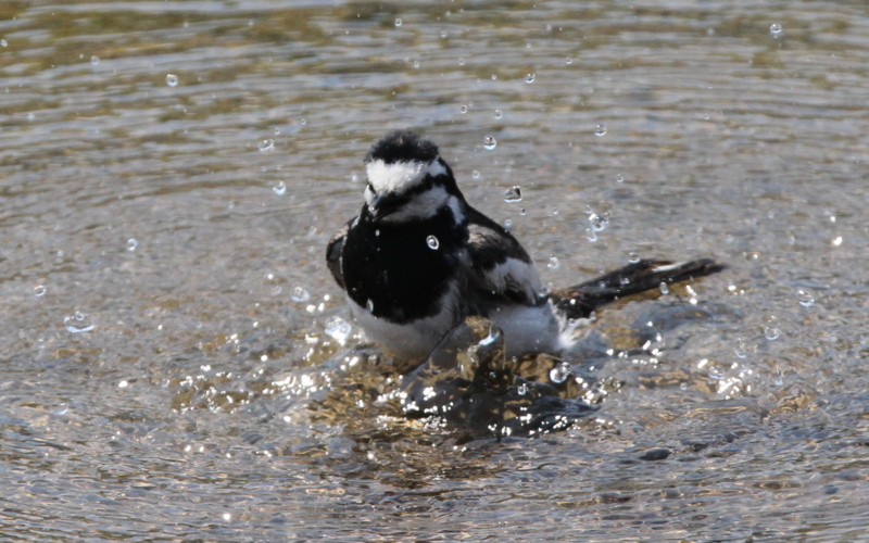 f:id:digibirds:20140514054331j:image