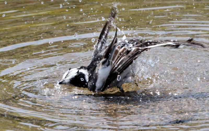 f:id:digibirds:20140514054644j:image