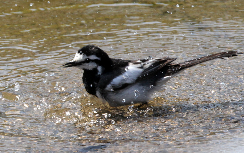 f:id:digibirds:20140514054701j:image