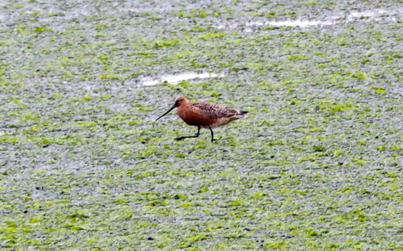 f:id:digibirds:20140520104818j:image