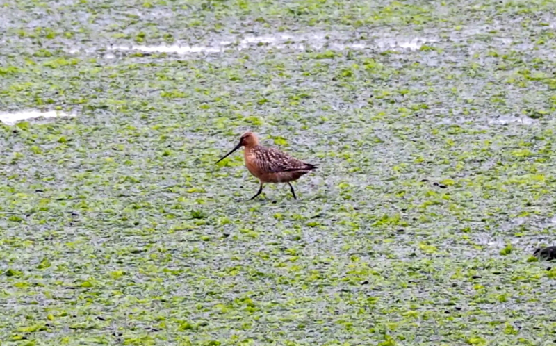 f:id:digibirds:20140520104820j:image