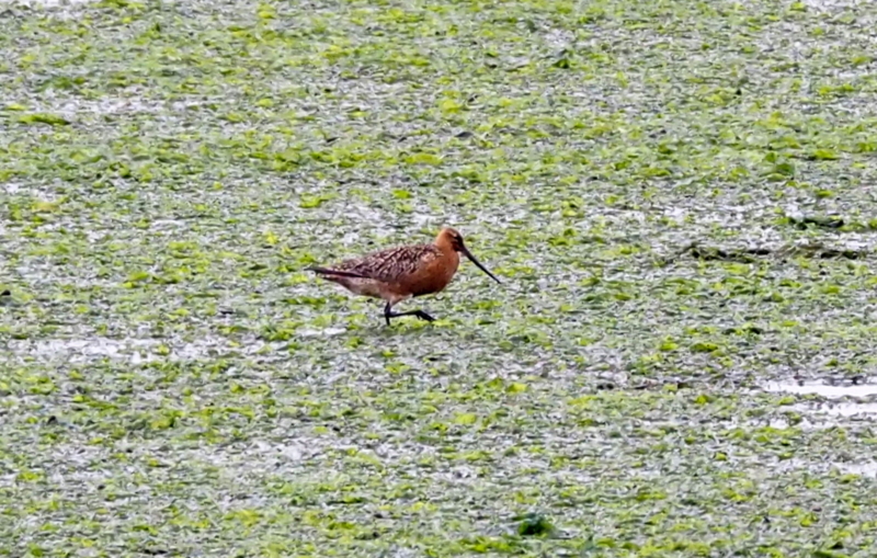 f:id:digibirds:20140520104825j:image