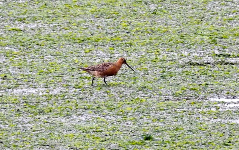 f:id:digibirds:20140520104827j:image