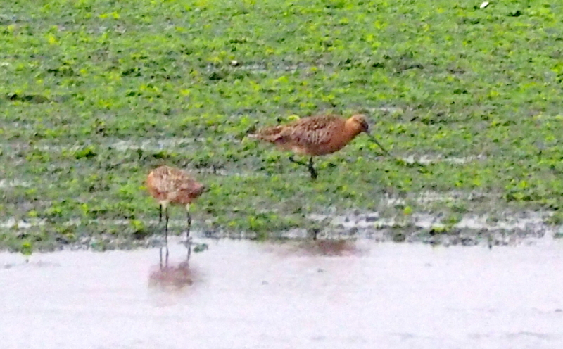 f:id:digibirds:20140520104829j:image