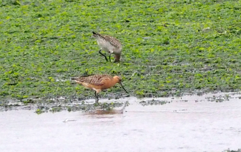 f:id:digibirds:20140520111440j:image