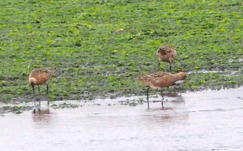 f:id:digibirds:20140520112817j:image