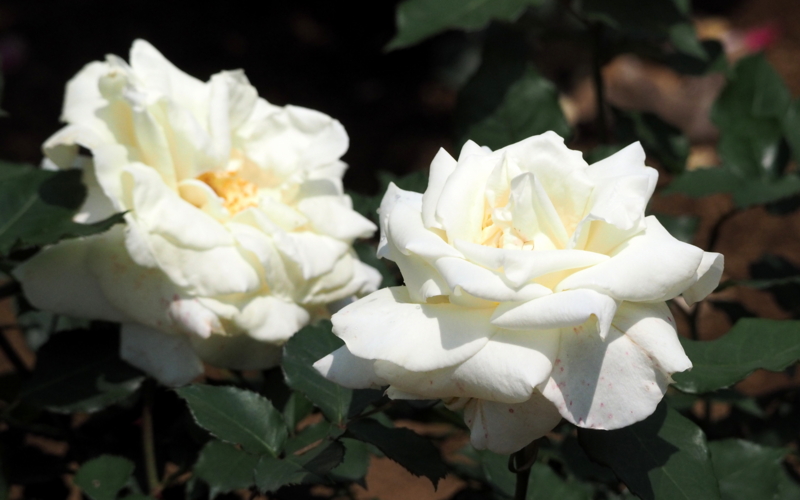 f:id:digibirds:20140529234413j:image