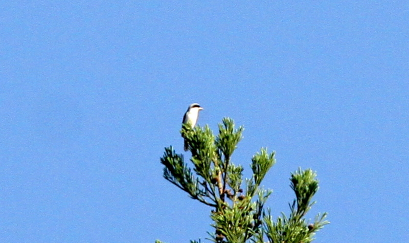 f:id:digibirds:20140603105917j:image