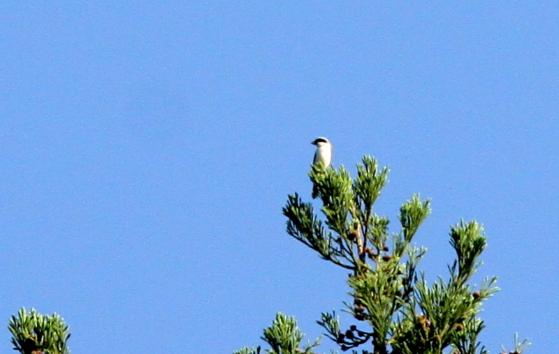 f:id:digibirds:20140604092701j:image