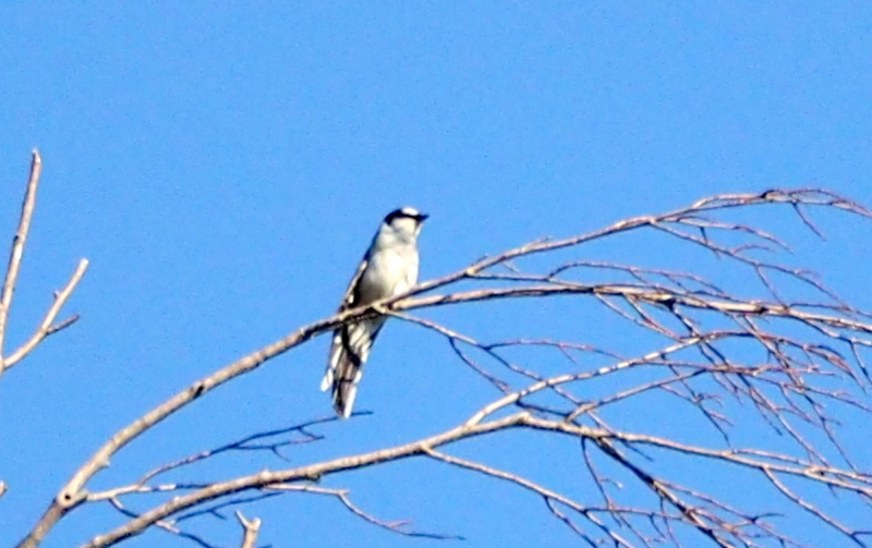 f:id:digibirds:20140604102747j:image f:id:digibirds:20140604102747j:image