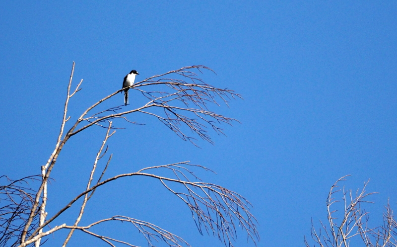 f:id:digibirds:20140604102749j:image f:id:digibirds:20140604102749j:image