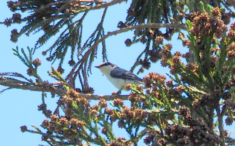 f:id:digibirds:20140604154545j:image f:id:digibirds:20140604154545j:image
