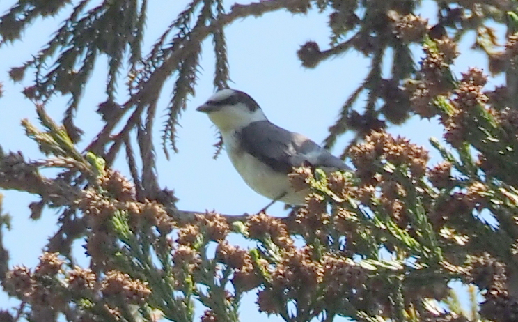 f:id:digibirds:20140604155354j:image f:id:digibirds:20140604155354j:image
