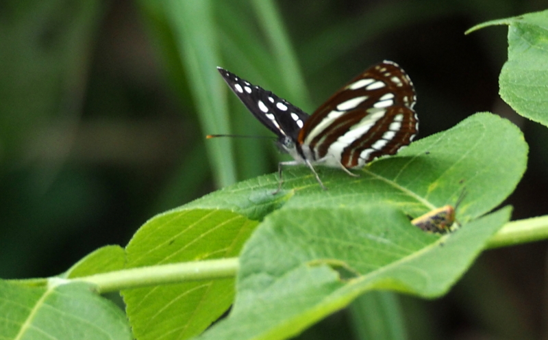 f:id:digibirds:20140605080028j:image f:id:digibirds:20140605080028j:image