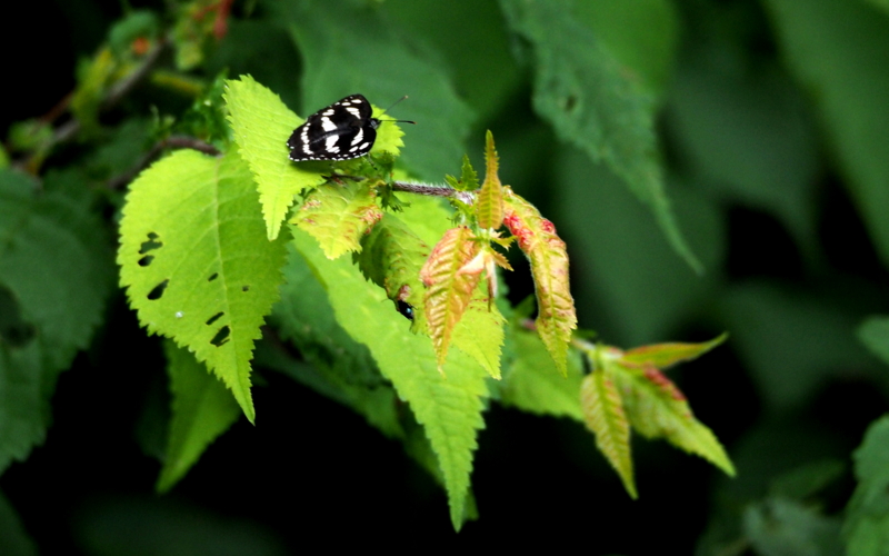 f:id:digibirds:20140605080035j:image f:id:digibirds:20140605080035j:image