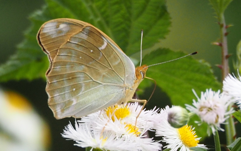 f:id:digibirds:20140605083021j:image f:id:digibirds:20140605083021j:image