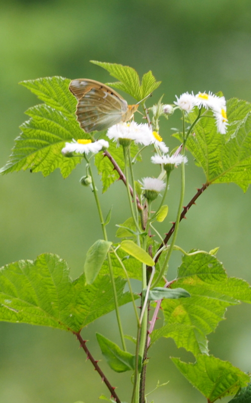 f:id:digibirds:20140605083027j:image f:id:digibirds:20140605083027j:image