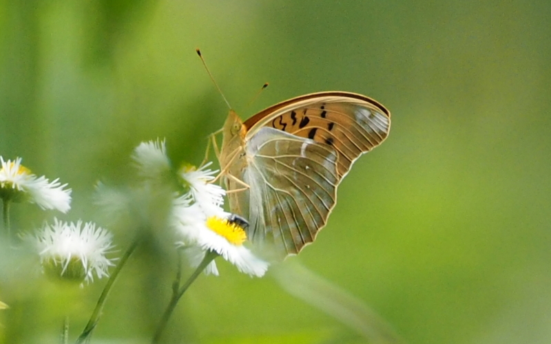 f:id:digibirds:20140605083035j:image f:id:digibirds:20140605083035j:image