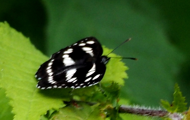 f:id:digibirds:20140605232638j:image f:id:digibirds:20140605232638j:image