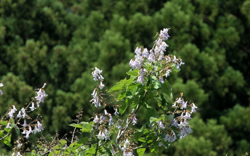 f:id:digibirds:20140607000450j:image