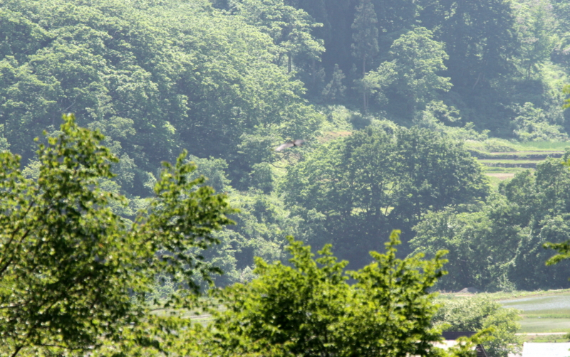 f:id:digibirds:20140607000534j:image