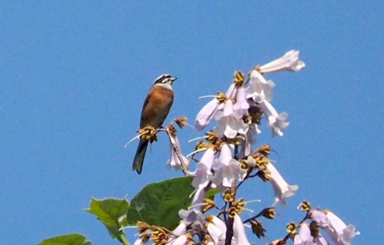 f:id:digibirds:20140607222315j:image