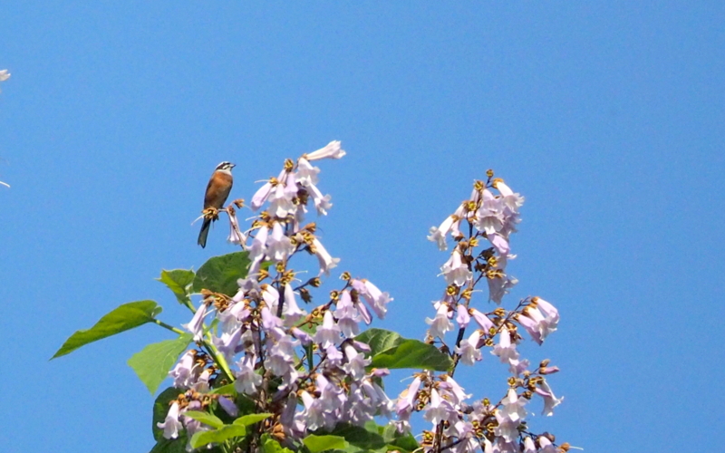 f:id:digibirds:20140607222318j:image