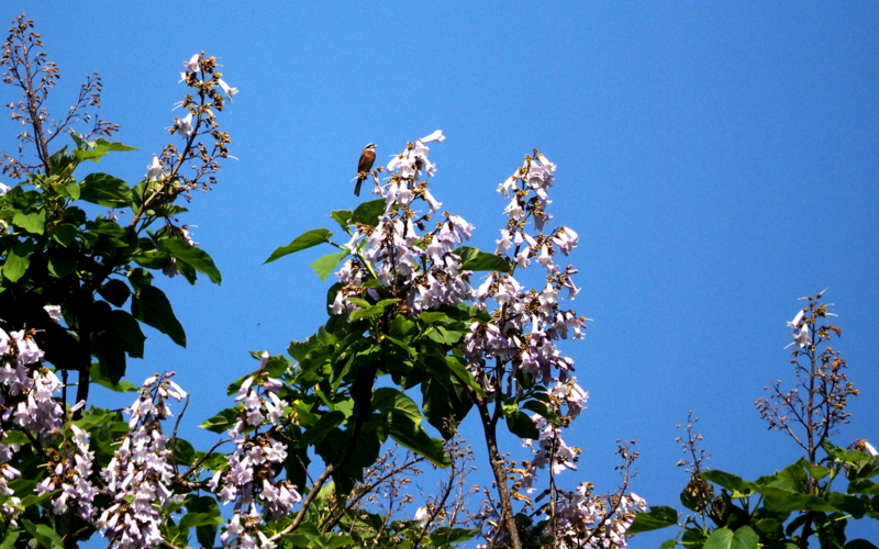 f:id:digibirds:20140607222325j:image