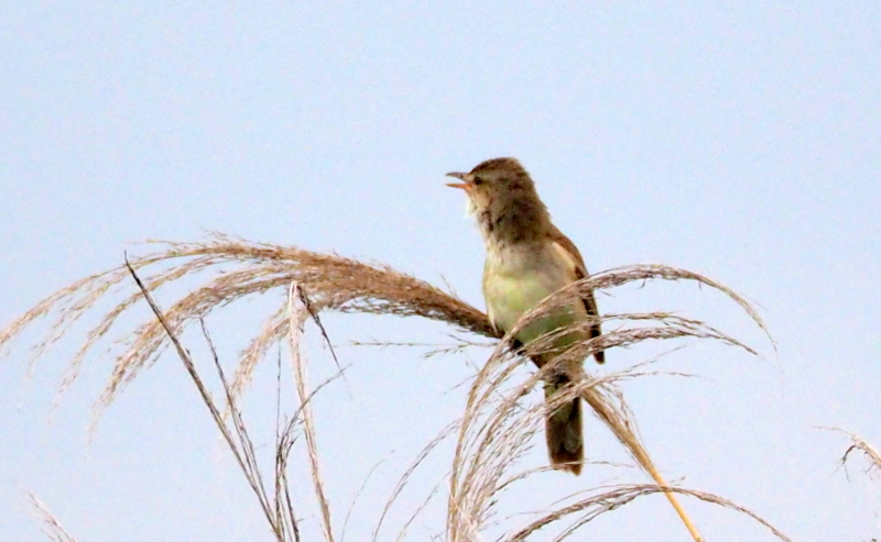 f:id:digibirds:20140611085728j:image