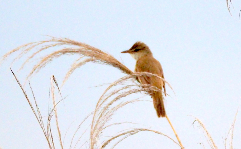 f:id:digibirds:20140611085738j:image