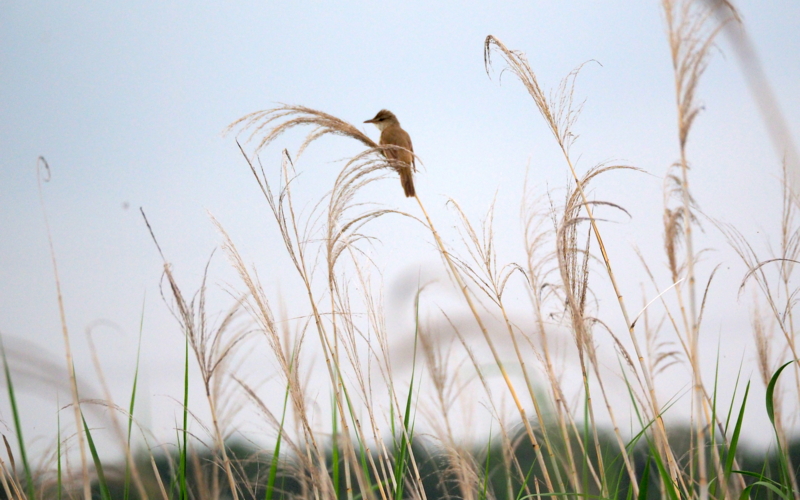 f:id:digibirds:20140611085741j:image