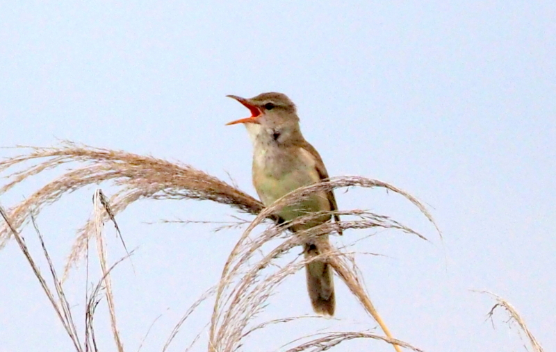 f:id:digibirds:20140611090023j:image