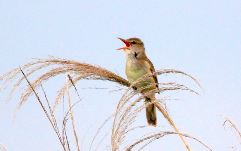 f:id:digibirds:20140611090025j:image