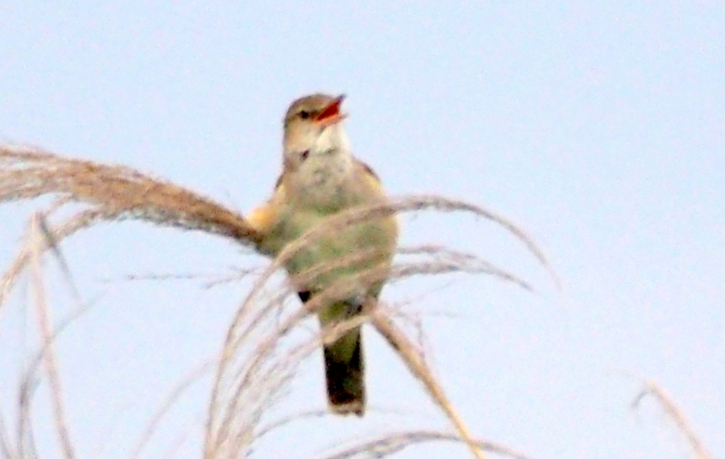 f:id:digibirds:20140611090441j:image