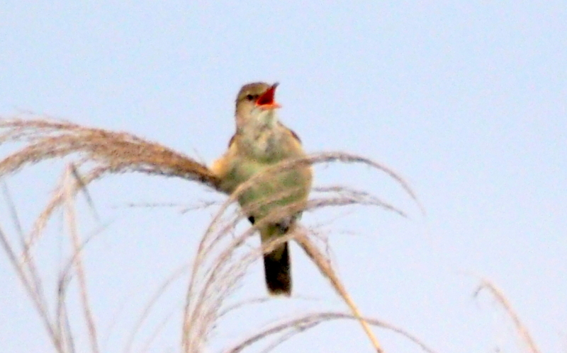 f:id:digibirds:20140611090442j:image