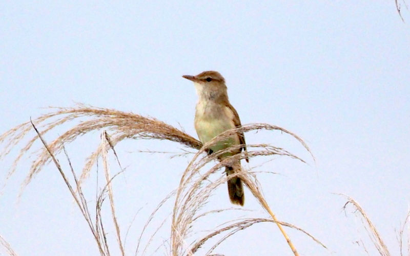 f:id:digibirds:20140611090444j:image