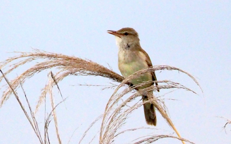 f:id:digibirds:20140611090447j:image