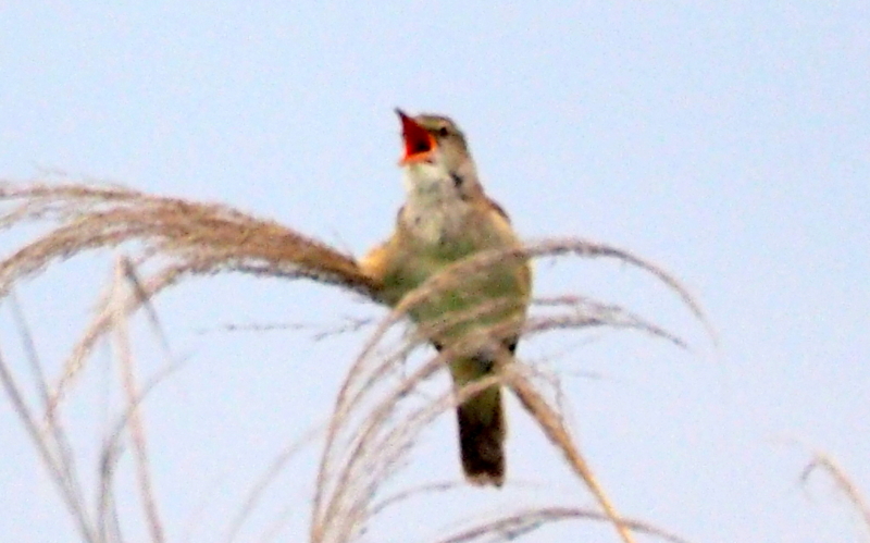 f:id:digibirds:20140611091909j:image