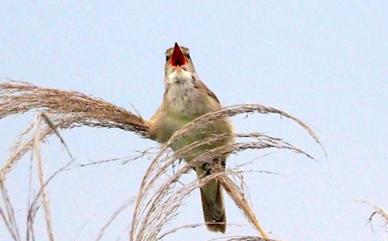 f:id:digibirds:20140611092259j:image