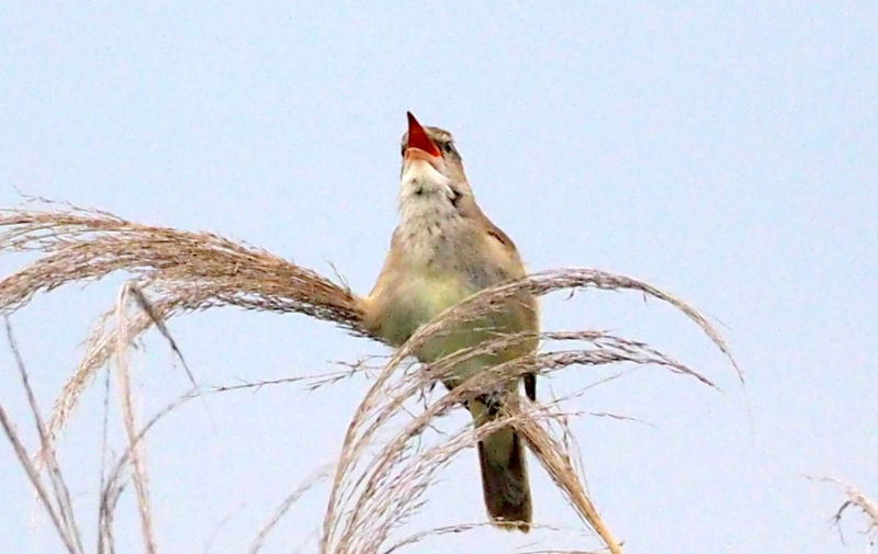 f:id:digibirds:20140611092301j:image