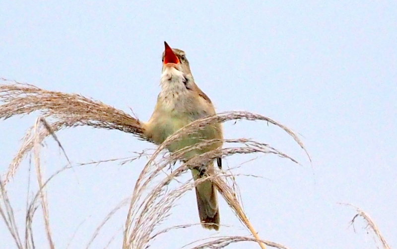 f:id:digibirds:20140611092303j:image