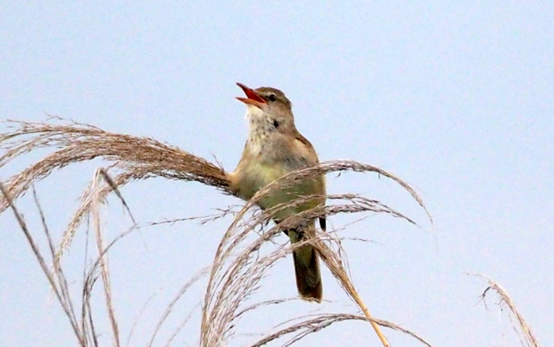 f:id:digibirds:20140611092306j:image