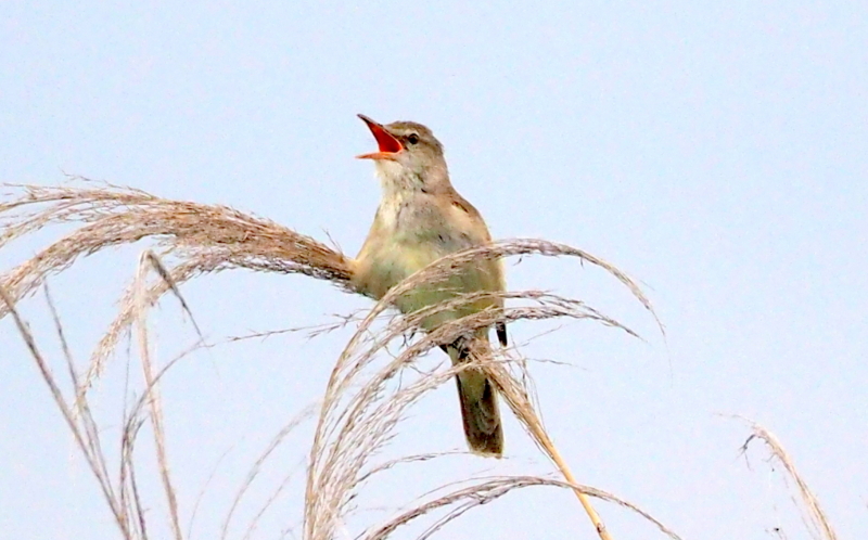 f:id:digibirds:20140611092310j:image