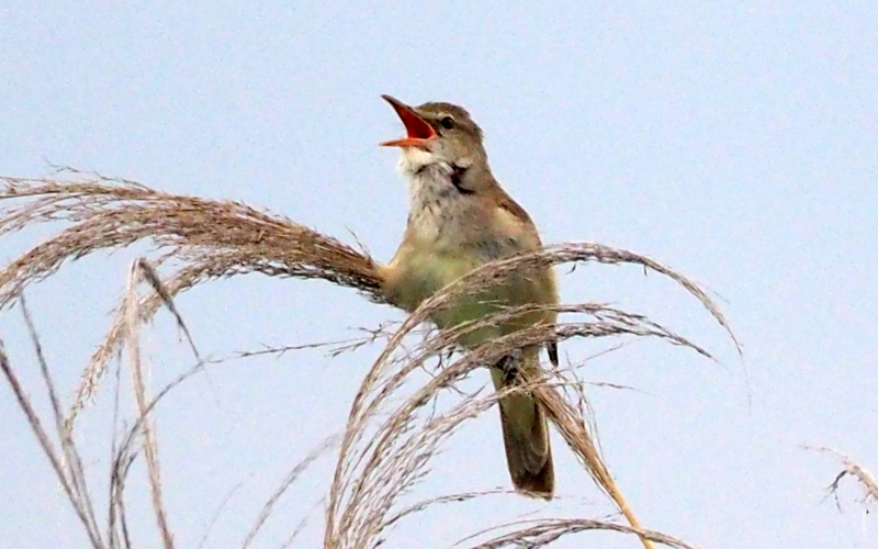 f:id:digibirds:20140611092313j:image