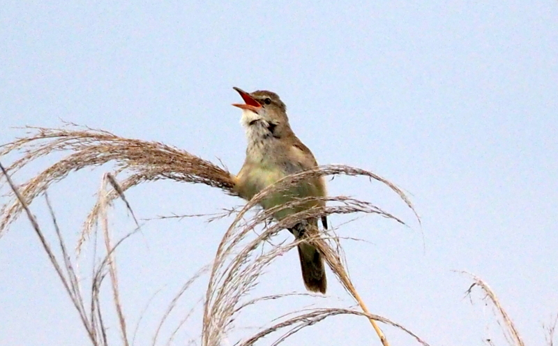 f:id:digibirds:20140611092315j:image