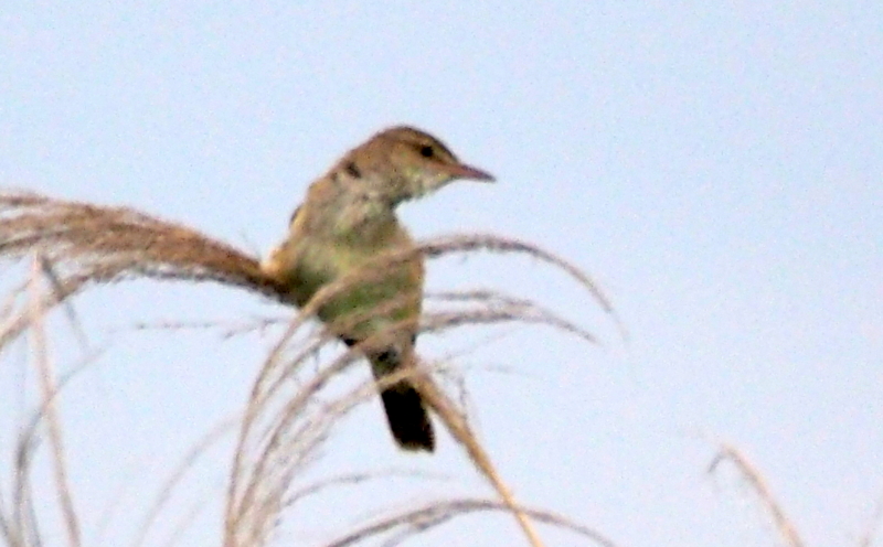 f:id:digibirds:20140611092318j:image
